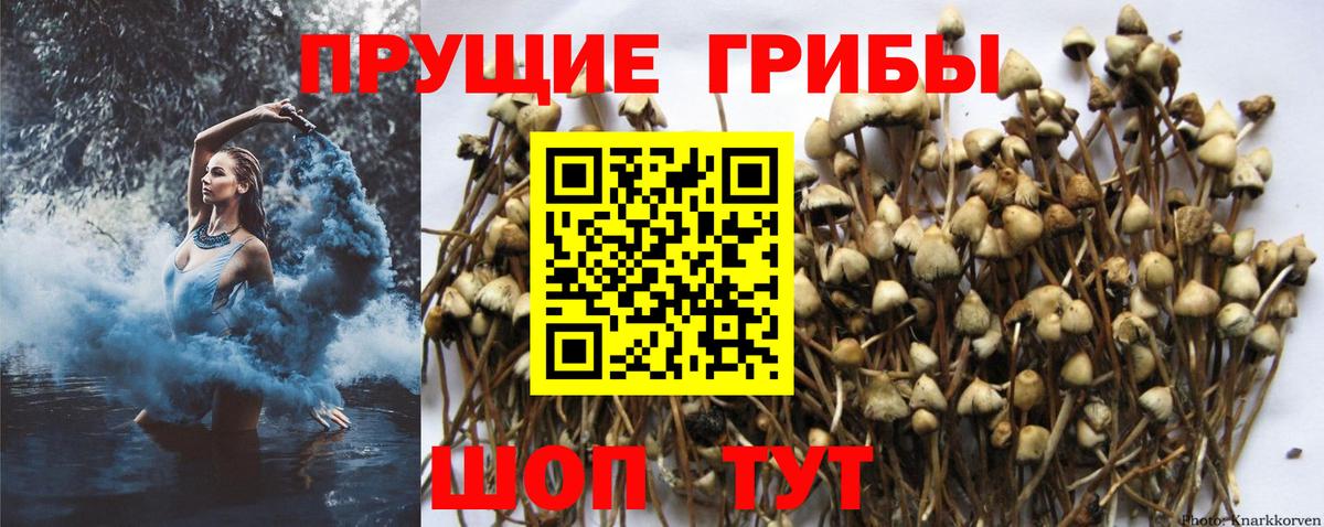 Галлюциногенные грибы Magic Shrooms Майкоп